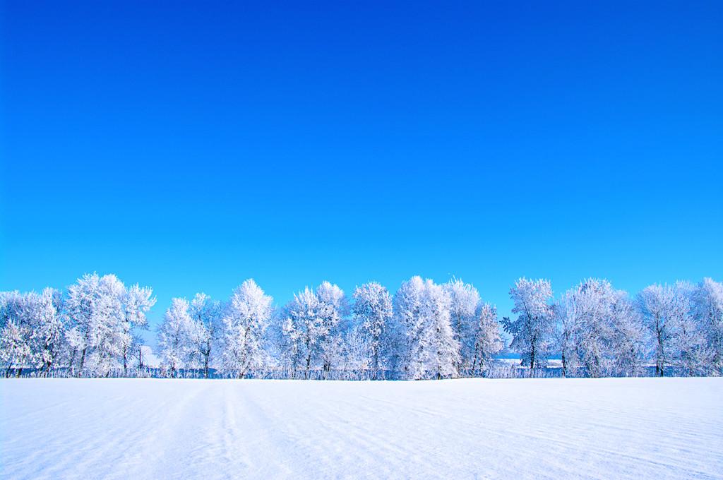霜雪树